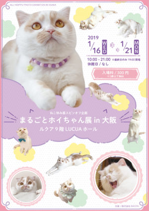 ネコちゃん様 ねこちゃん入舎しました！ | かねだい八千代店のブログnew!