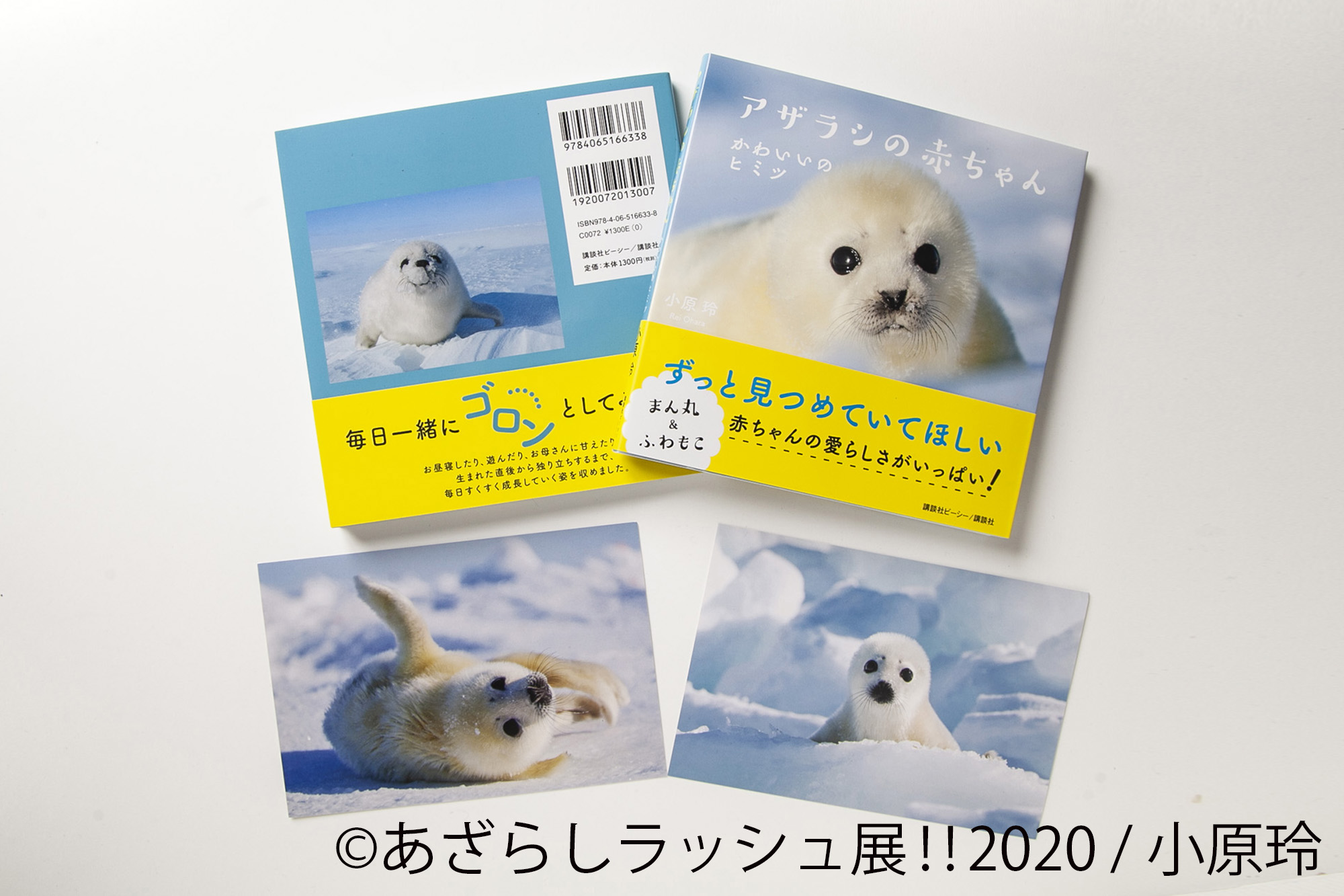 流氷の物語: アザラシの赤ちゃん | 小原 玲 |本 | 通販 | Amazon