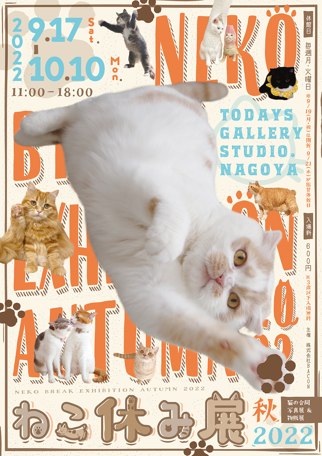 最新コレックション ６－キャット カップ ねこ 猫 ネコ イラスト ポストカード ハガキ