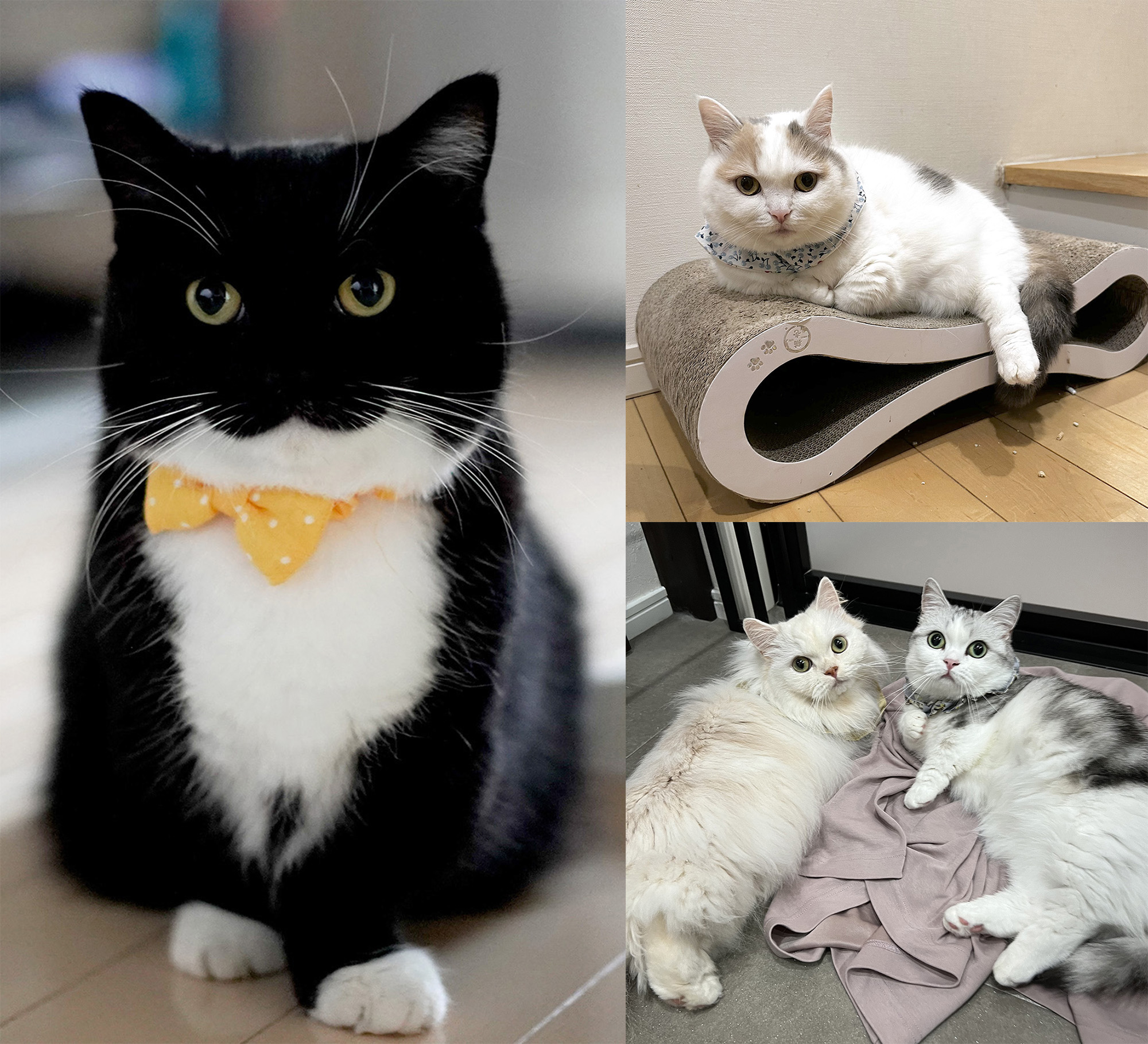 猫の合同写真展＆物販展「ねこ休み展 in 池袋」