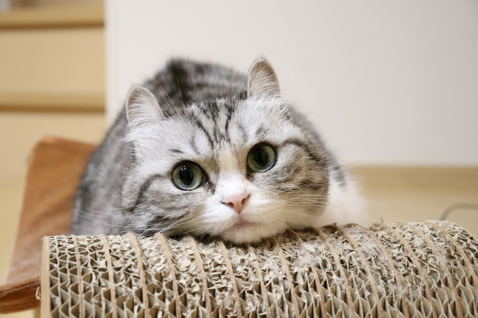 ねこ休み展 夏 2026